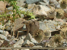 Image of Mountain Chiffchaff