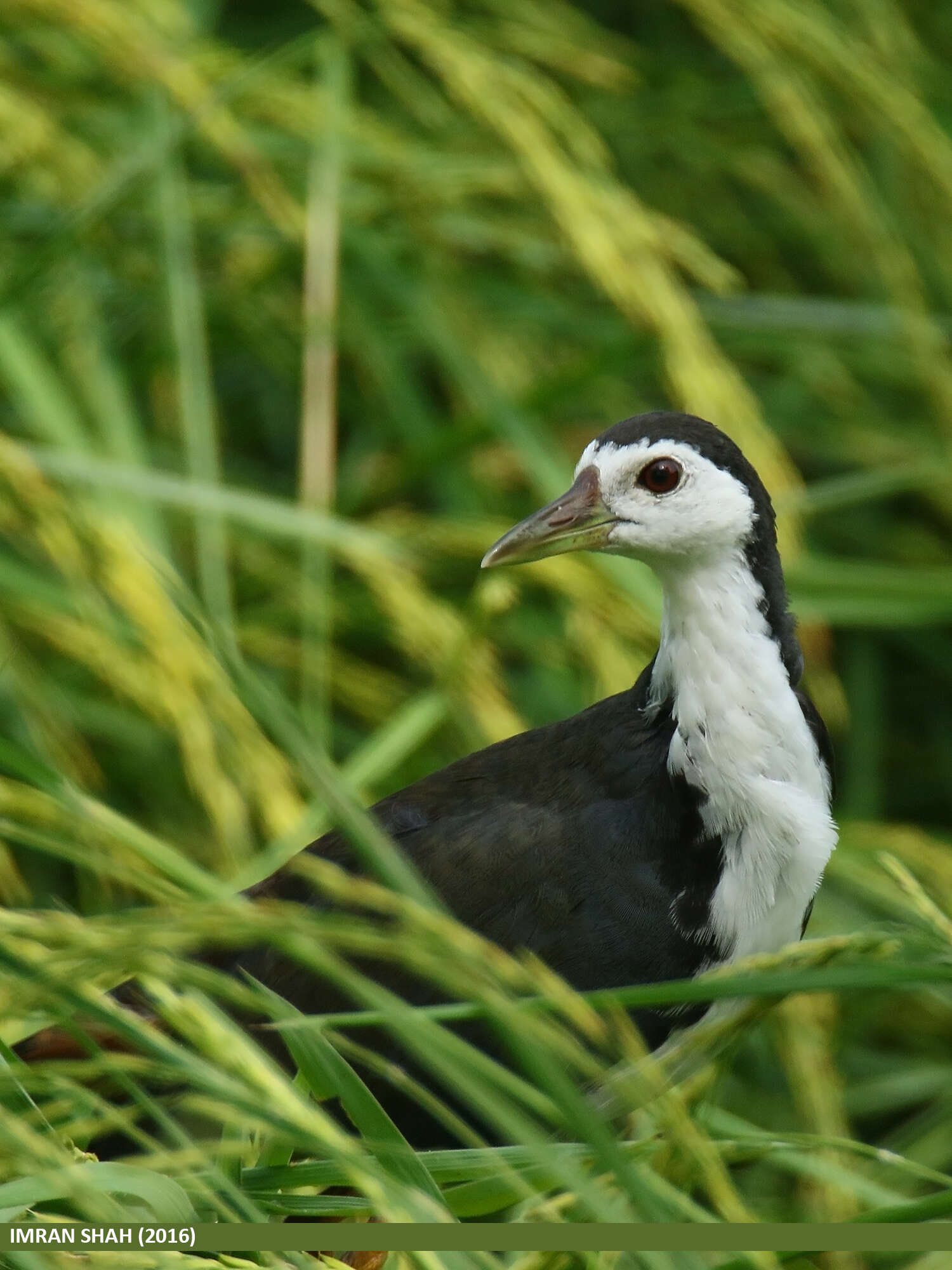 Image of White-breasted Waterhen