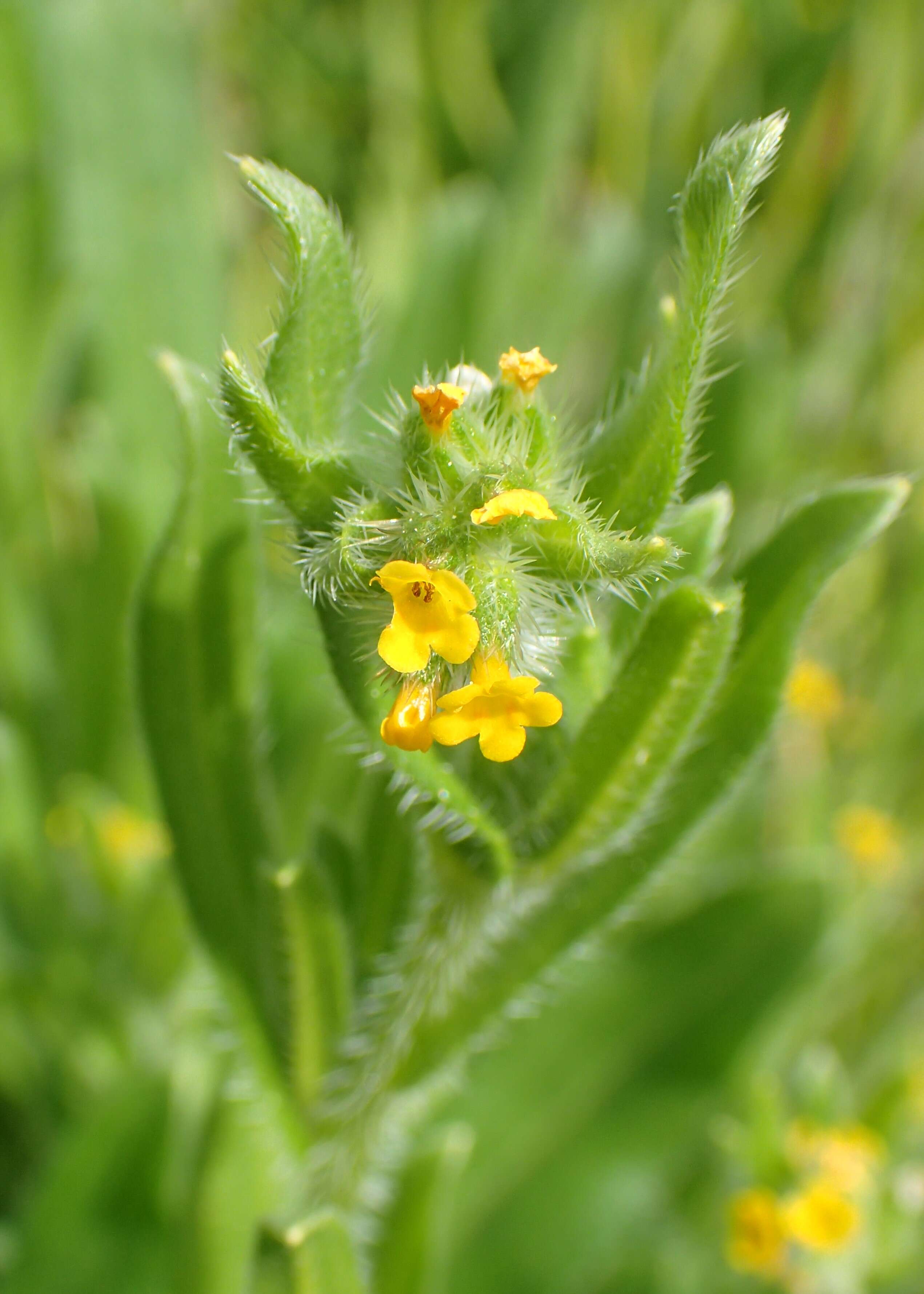 Image of Amsinckia calycina (Moris) Chater