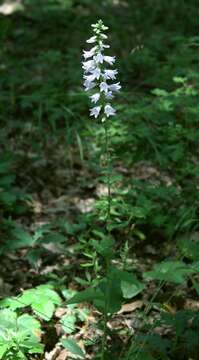 Imagem de Campanula bononiensis L.