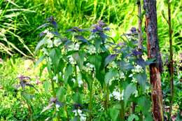 Image of white deadnettle