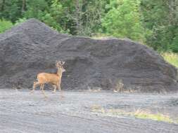 Image of Columbian black-tailed deer