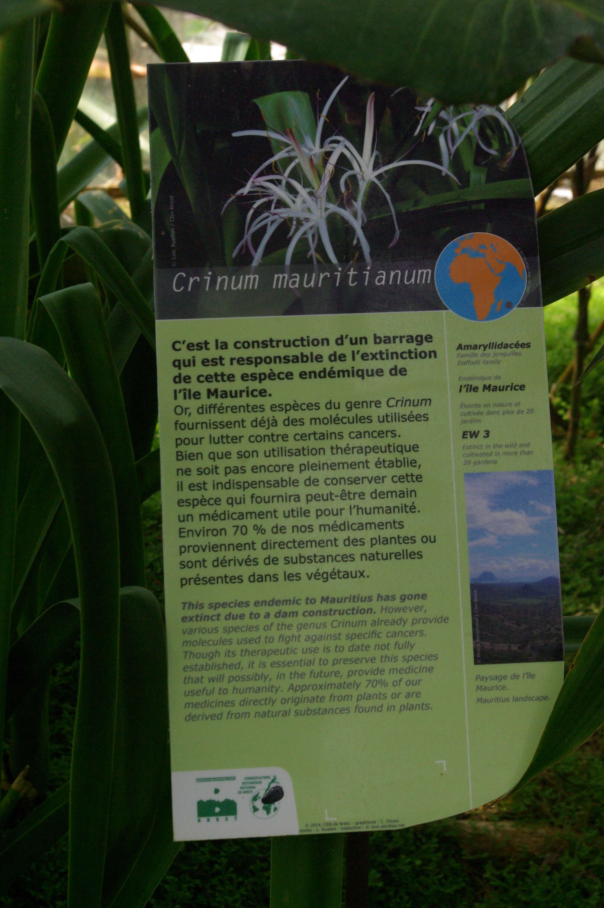 Image of Crinum mauritianum G. Lodd.