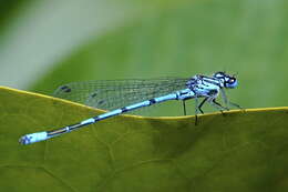 Image of Azure Bluet