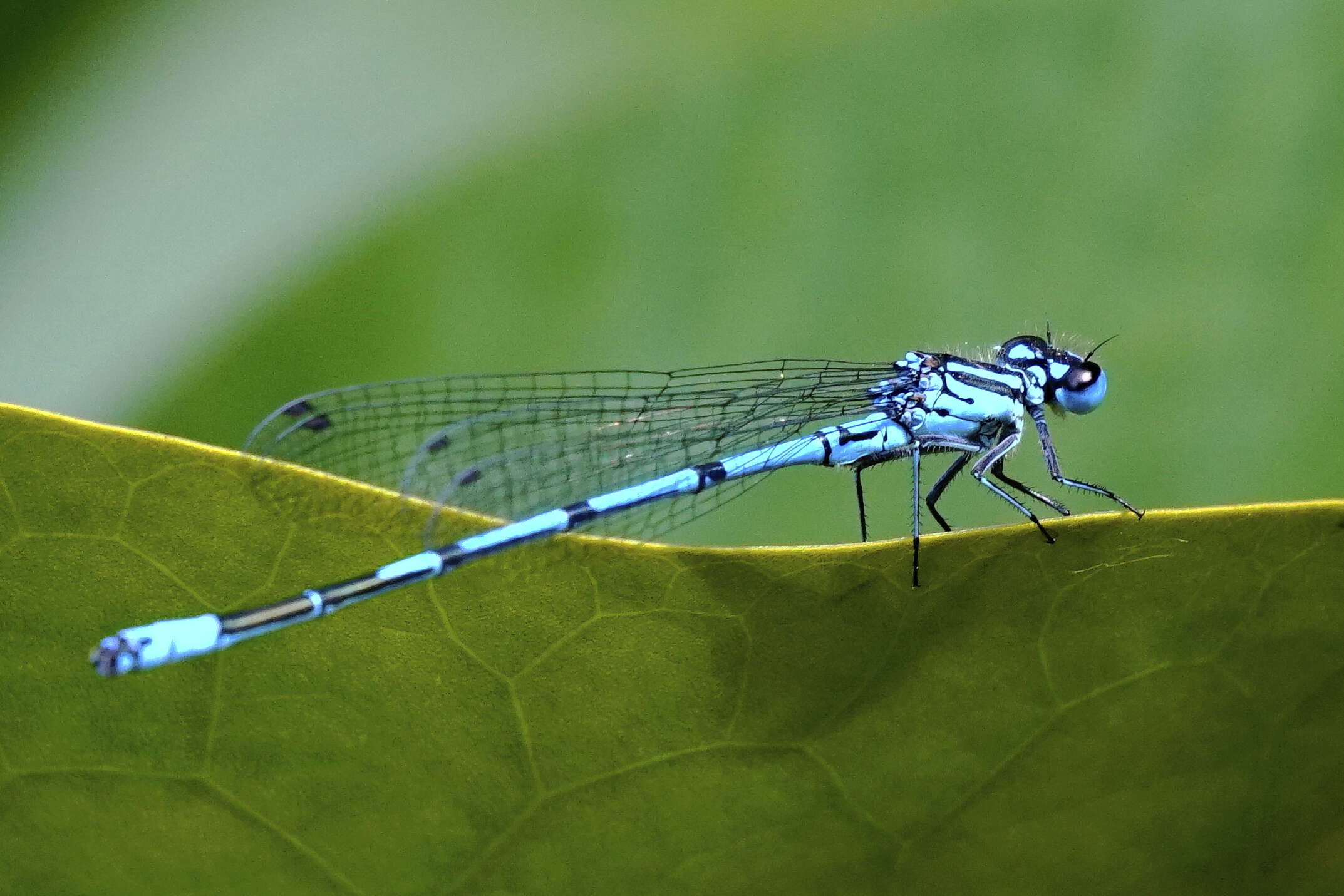 Image of Azure Bluet