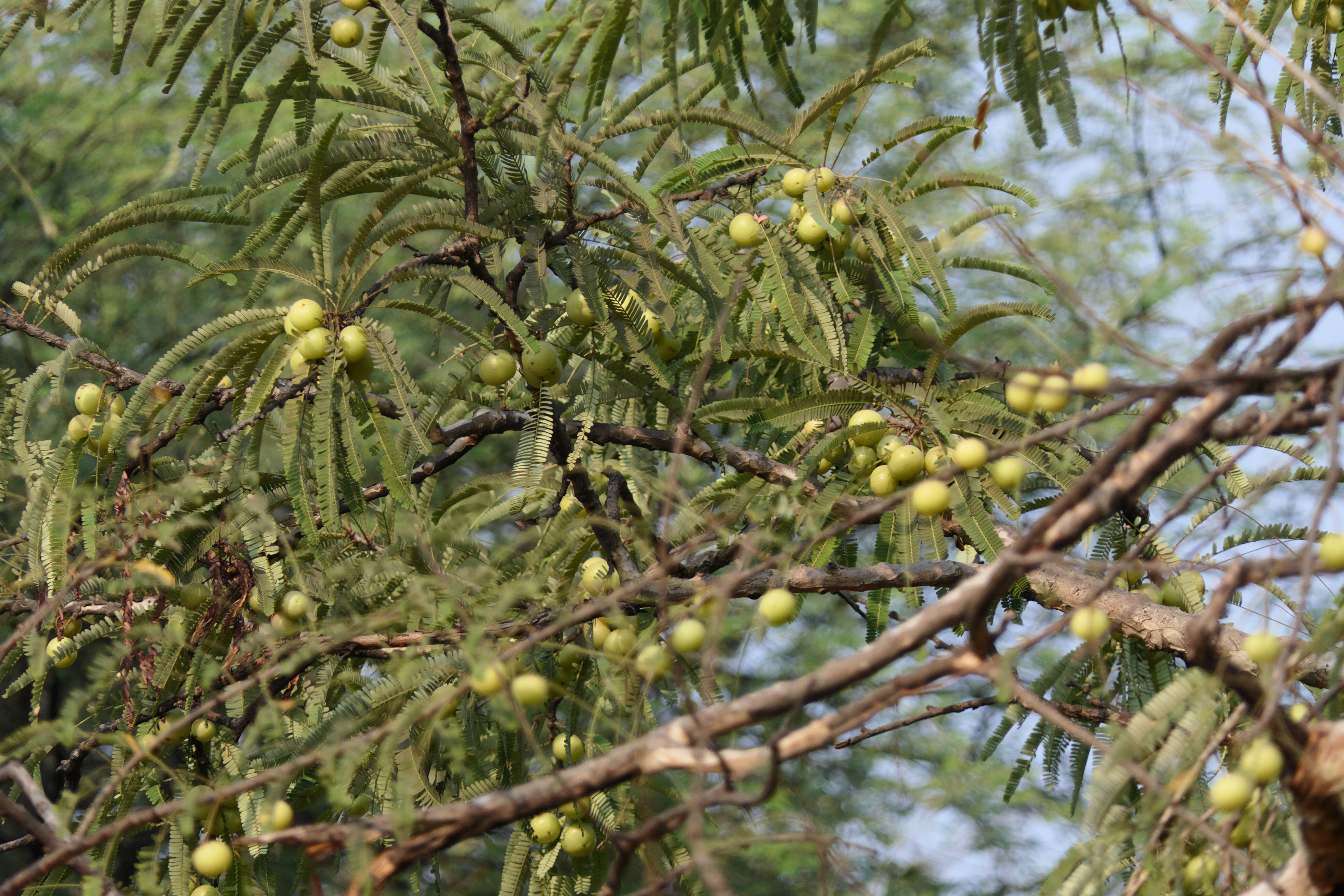 Plancia ëd Phyllanthus emblica L.