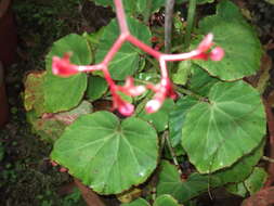 Слика од Begonia manicata Brongn.