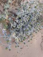 Eryngium maritimum L. resmi