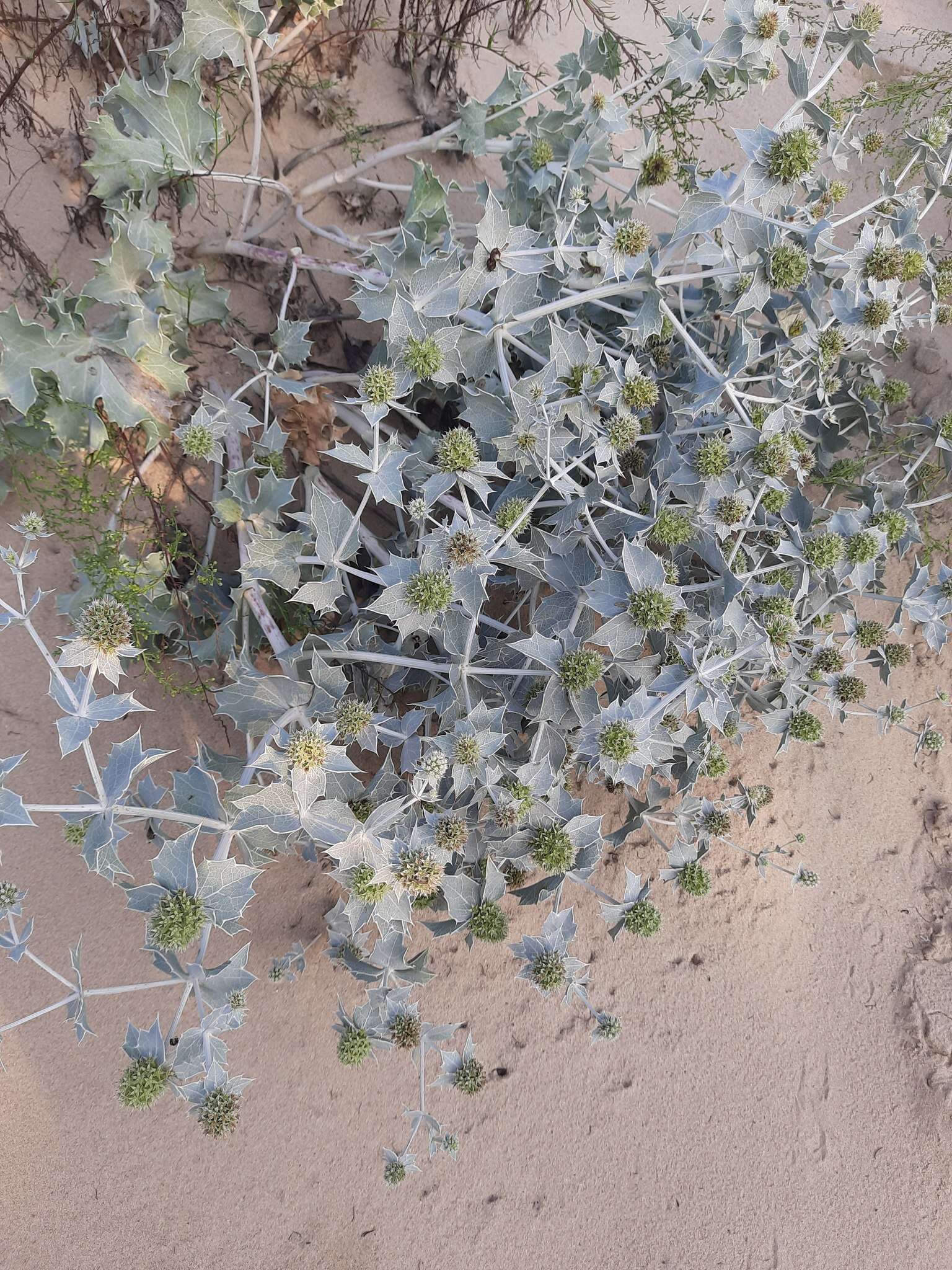 Eryngium maritimum L. resmi