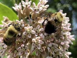 Image of Eastern Carpenter Bee