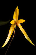 Imagem de Bulbophyllum williamsii A. D. Hawkes