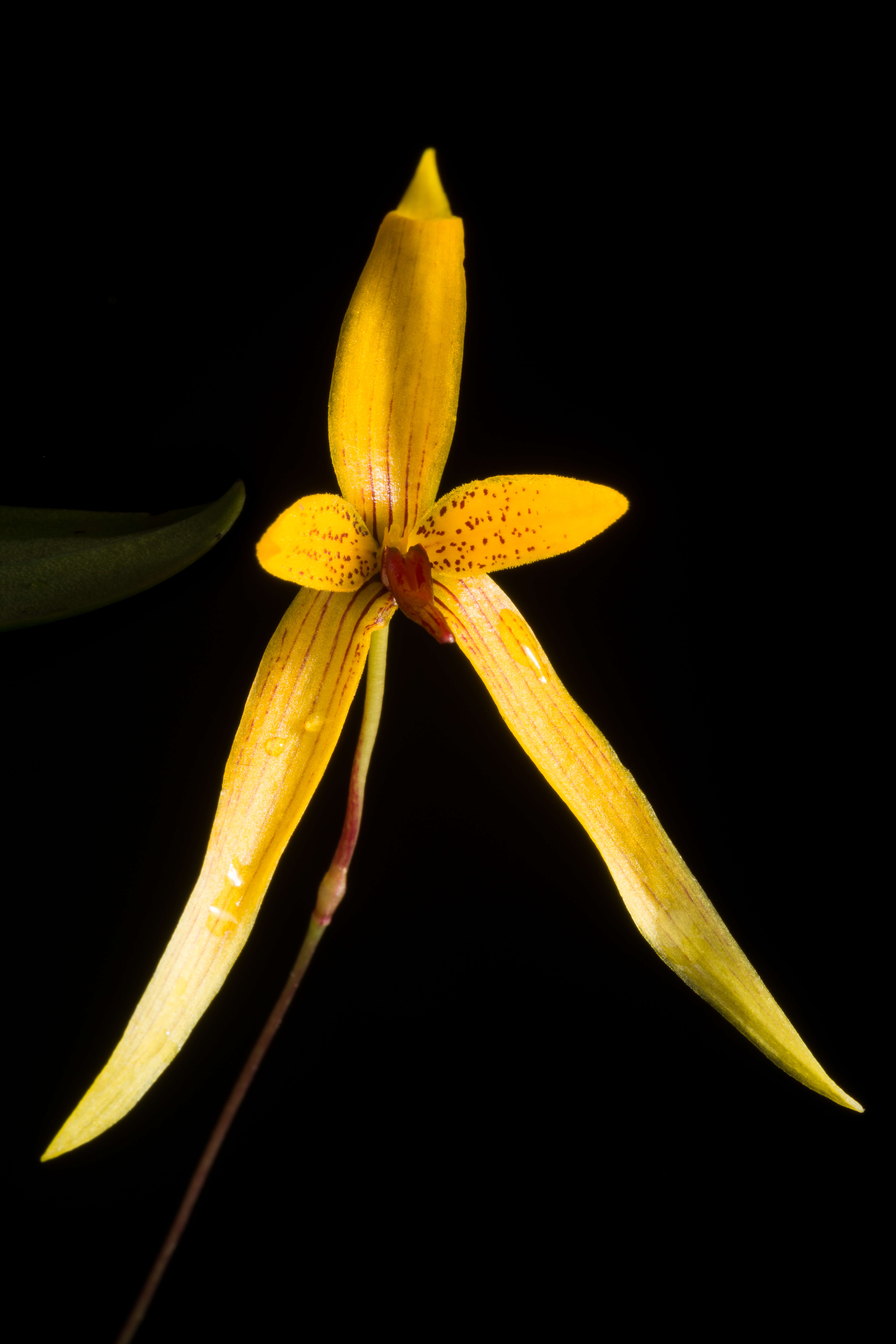 Image of Bulbophyllum williamsii A. D. Hawkes