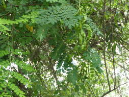 Image of beadtree