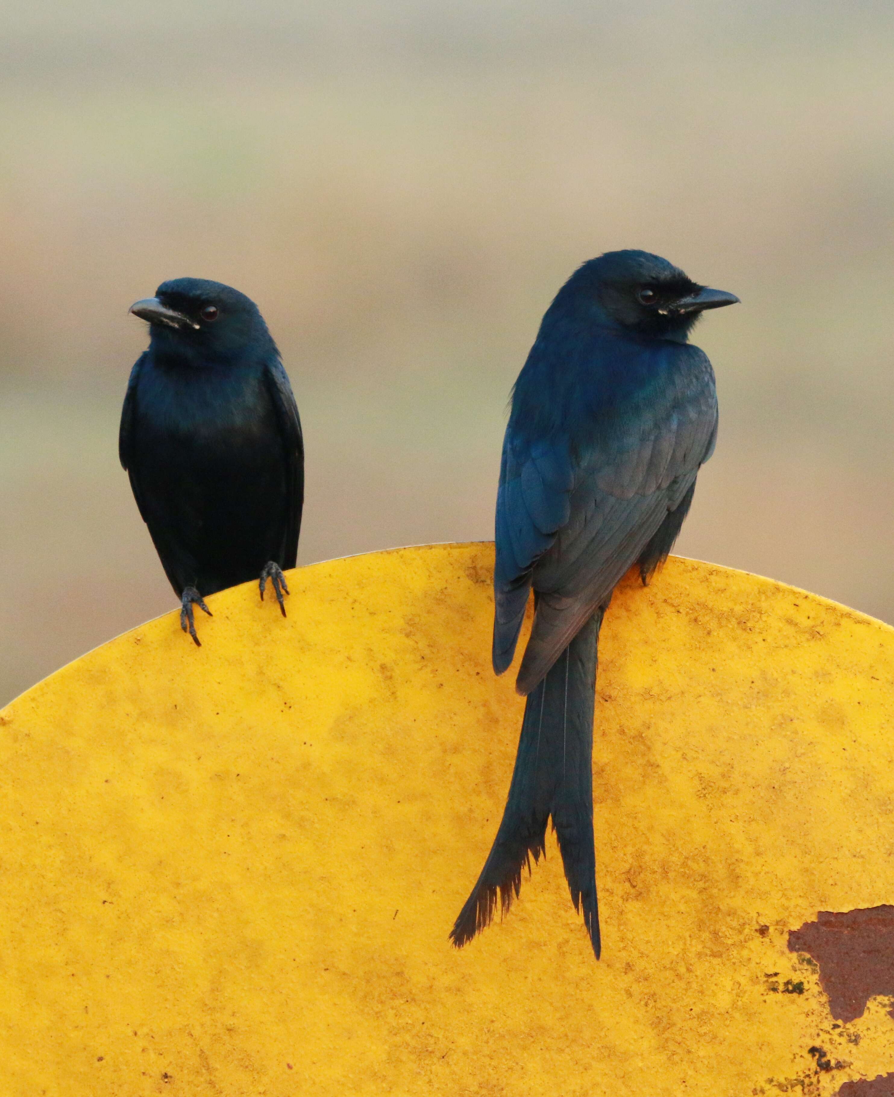 Image of Black Drongo