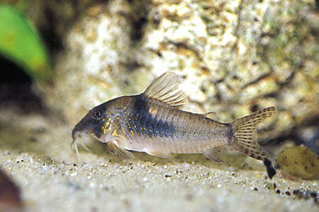 Image of Corydoras septentrionalis Gosline 1940