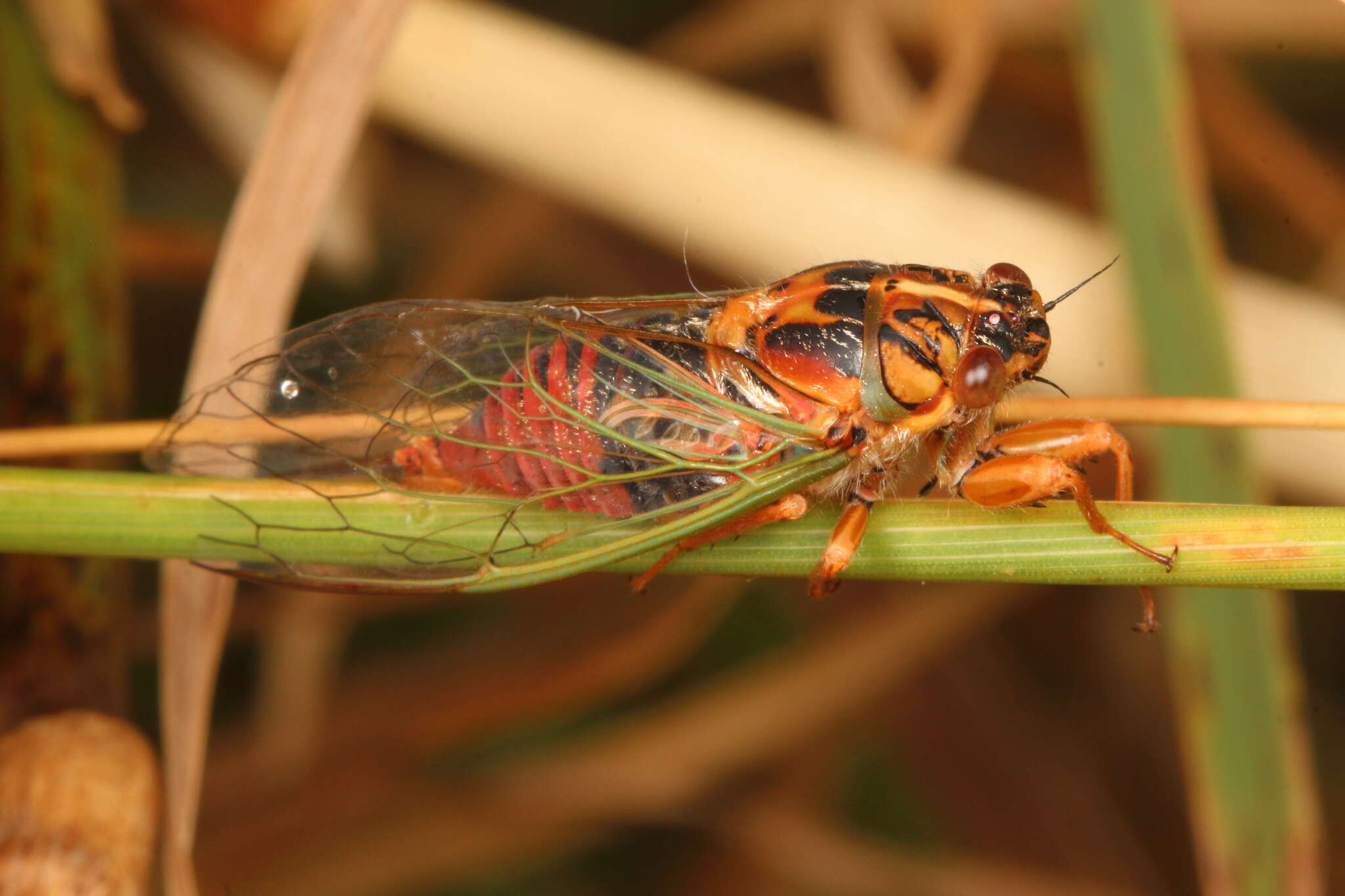 Image of blood redtail cicada