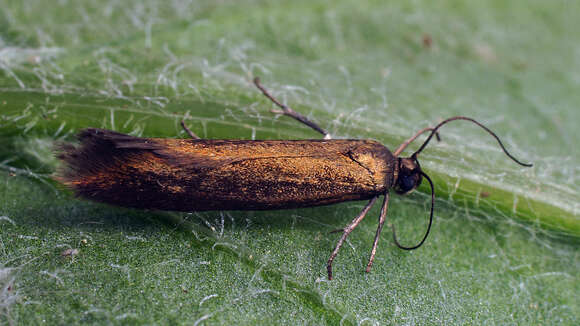 Image de Scythris obscurella Scopoli 1763