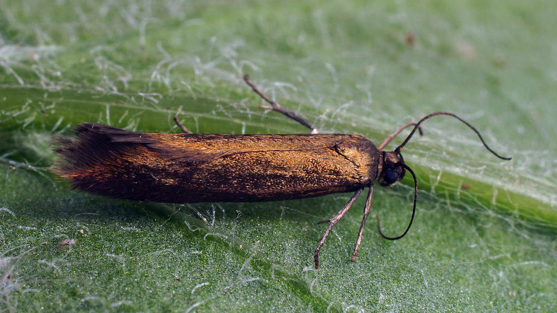 Imagem de Scythris obscurella Scopoli 1763