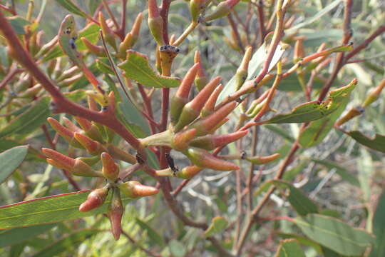 Image of Eucalyptus luteola M. I. H. Brooker & S. D. Hopper