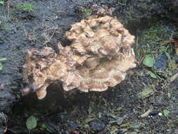 Image de Polypore géant