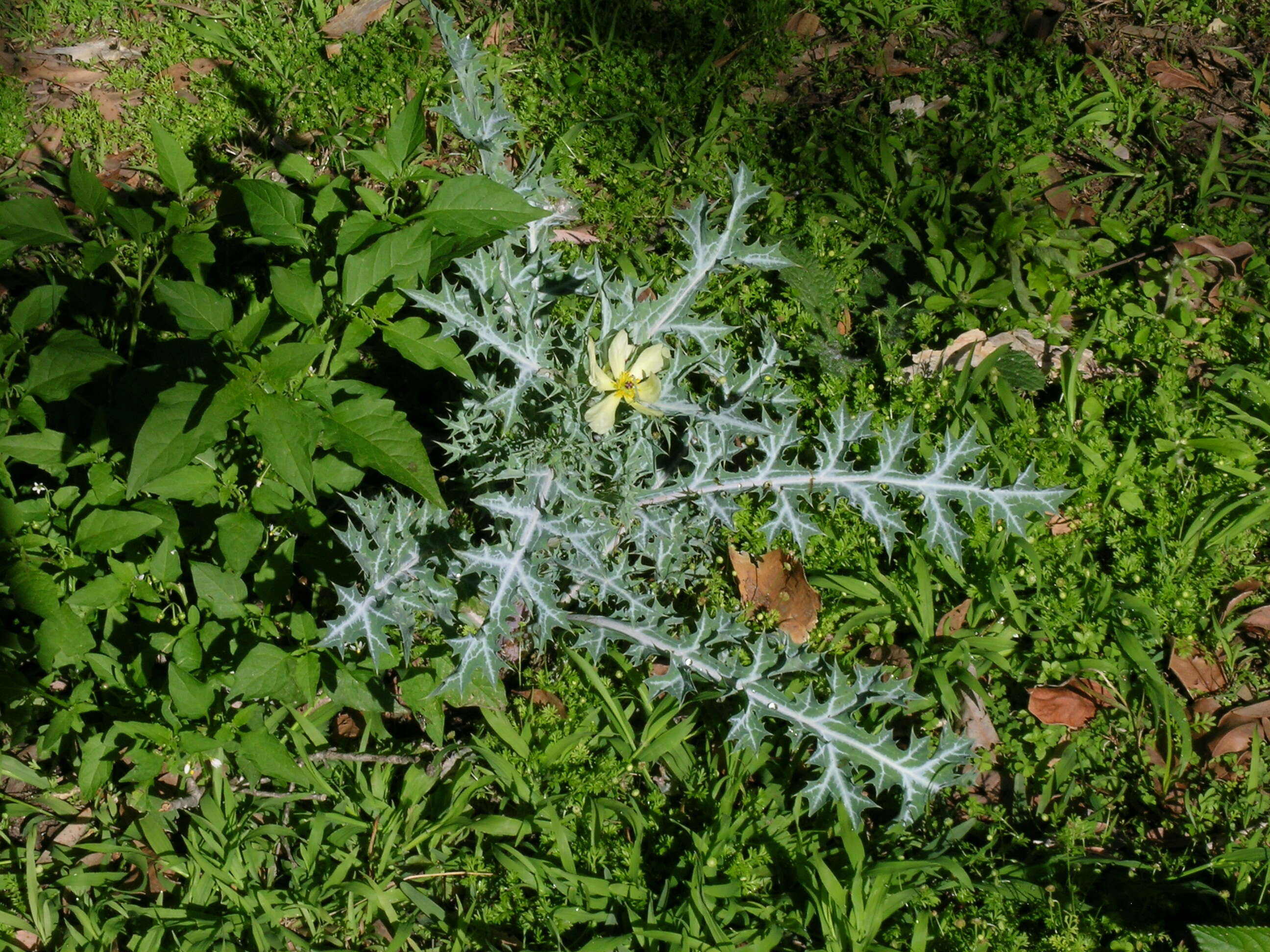 Image of pale Mexican pricklypoppy