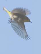 Image of Swinhoe's White-eye