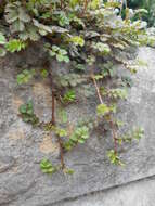 Image of Acaena microphylla Hook. fil.