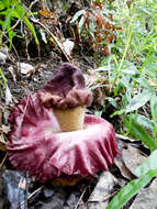 Amorphophallus paeoniifolius (Dennst.) Nicolson resmi