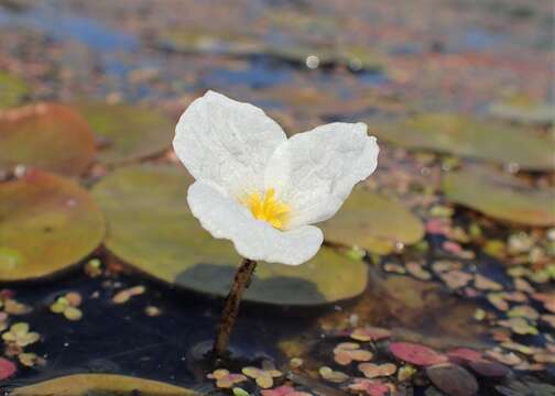 Image of hydrocharis