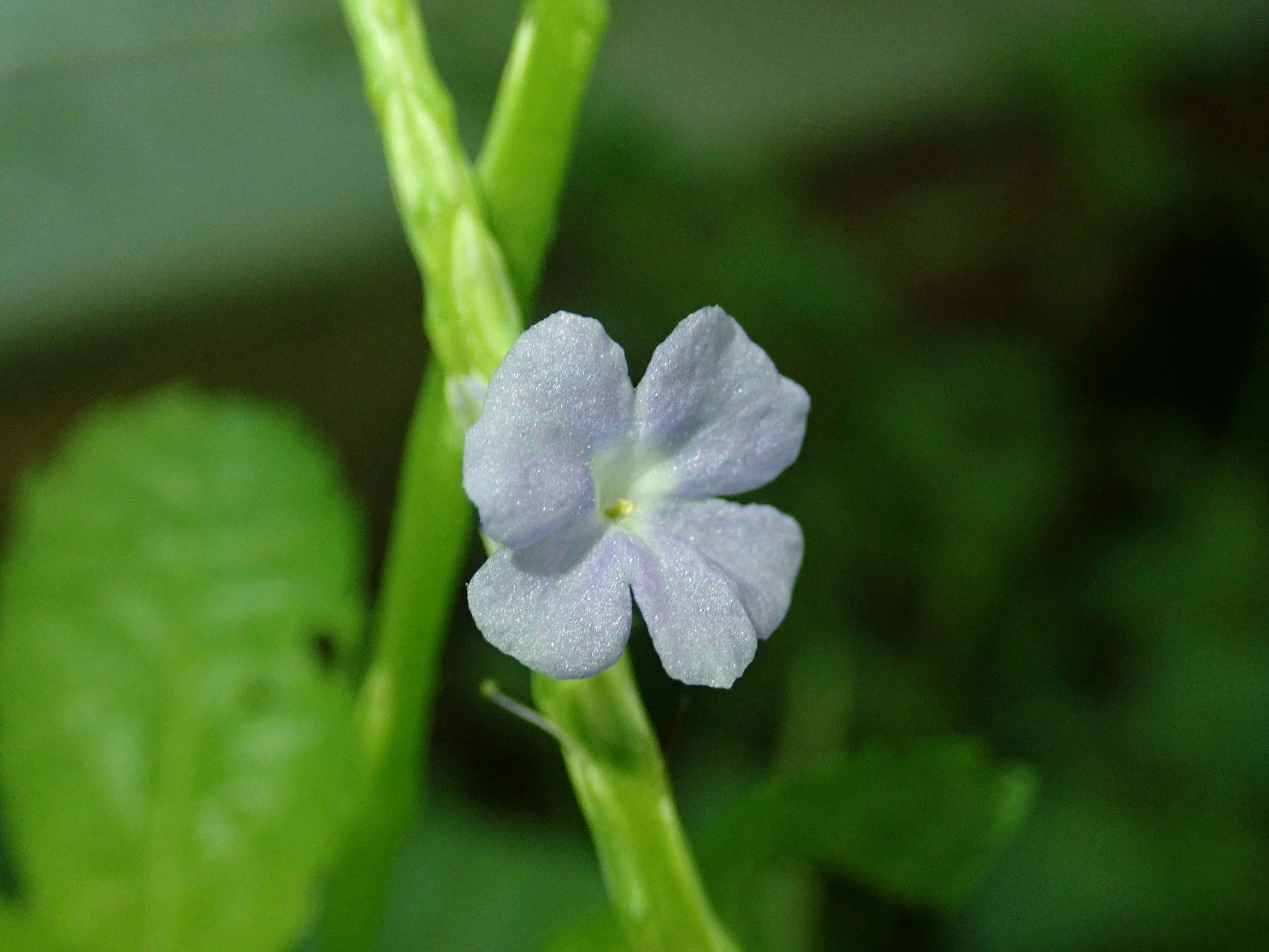 Image of Stachytarpheta indica (L.) Vahl