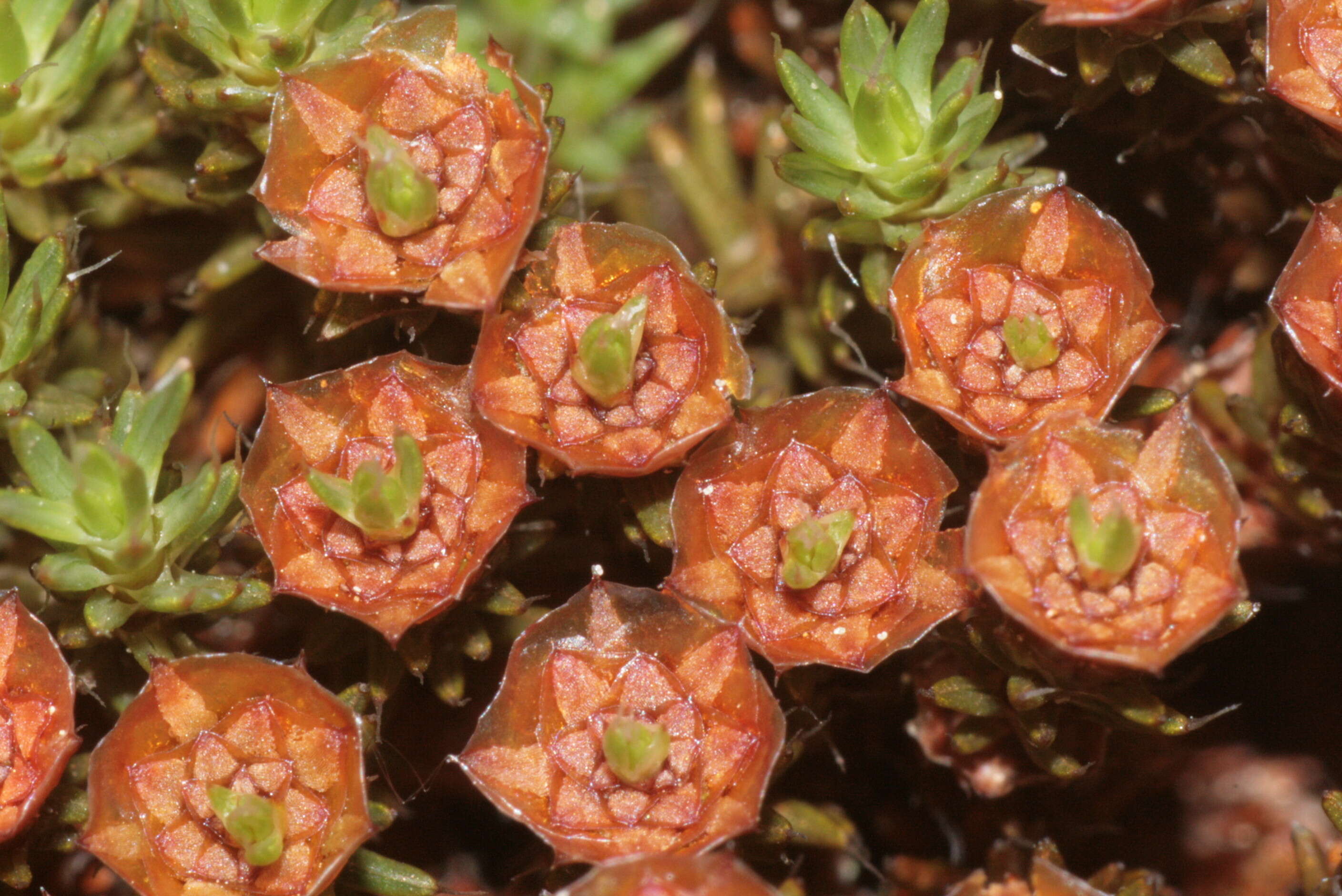 Image of Polytrichum moss