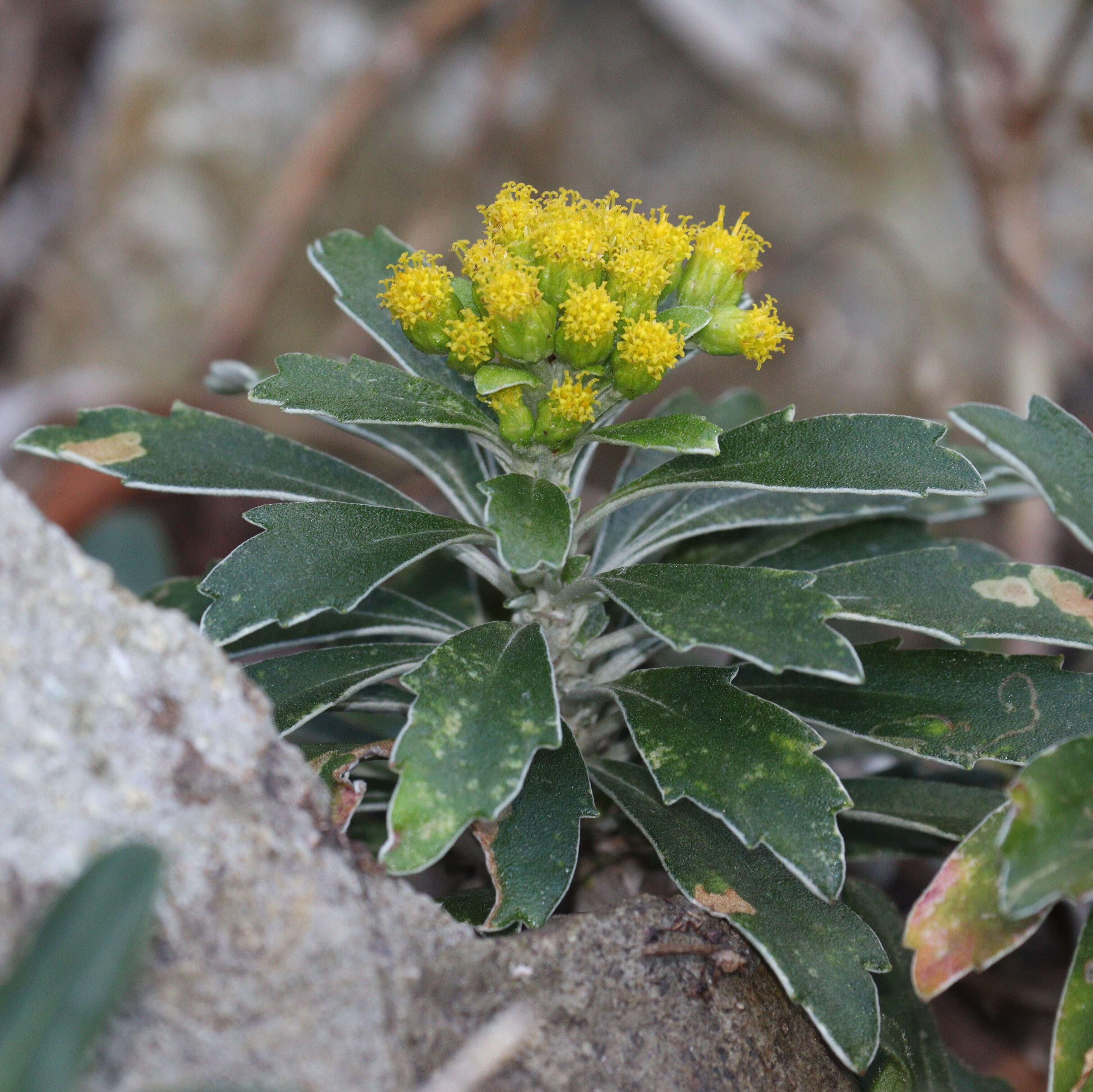 Plancia ëd Ajania pacifica (Nakai) K. Bremer & C. J. Humphries