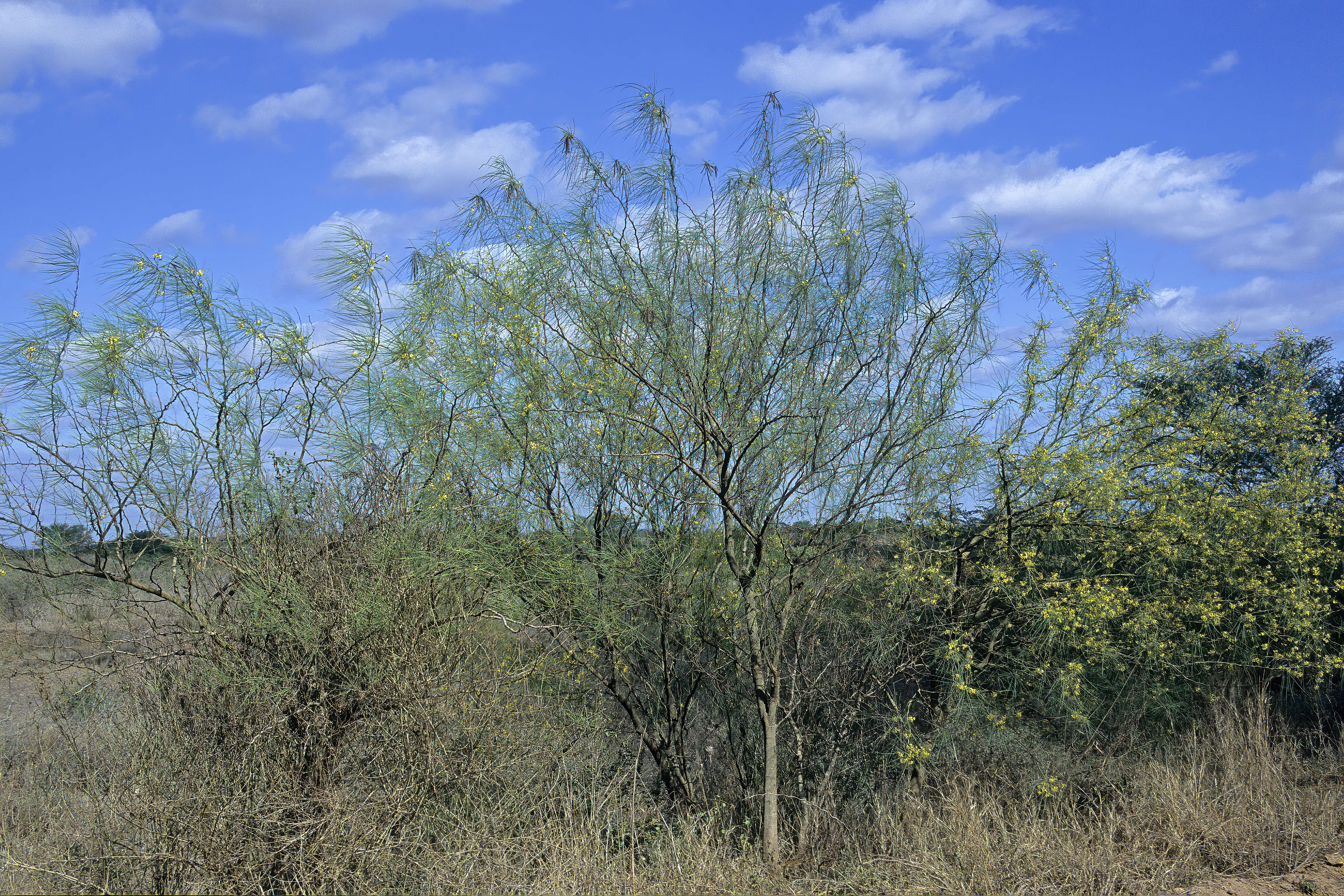 Image of Jerusalem thorn