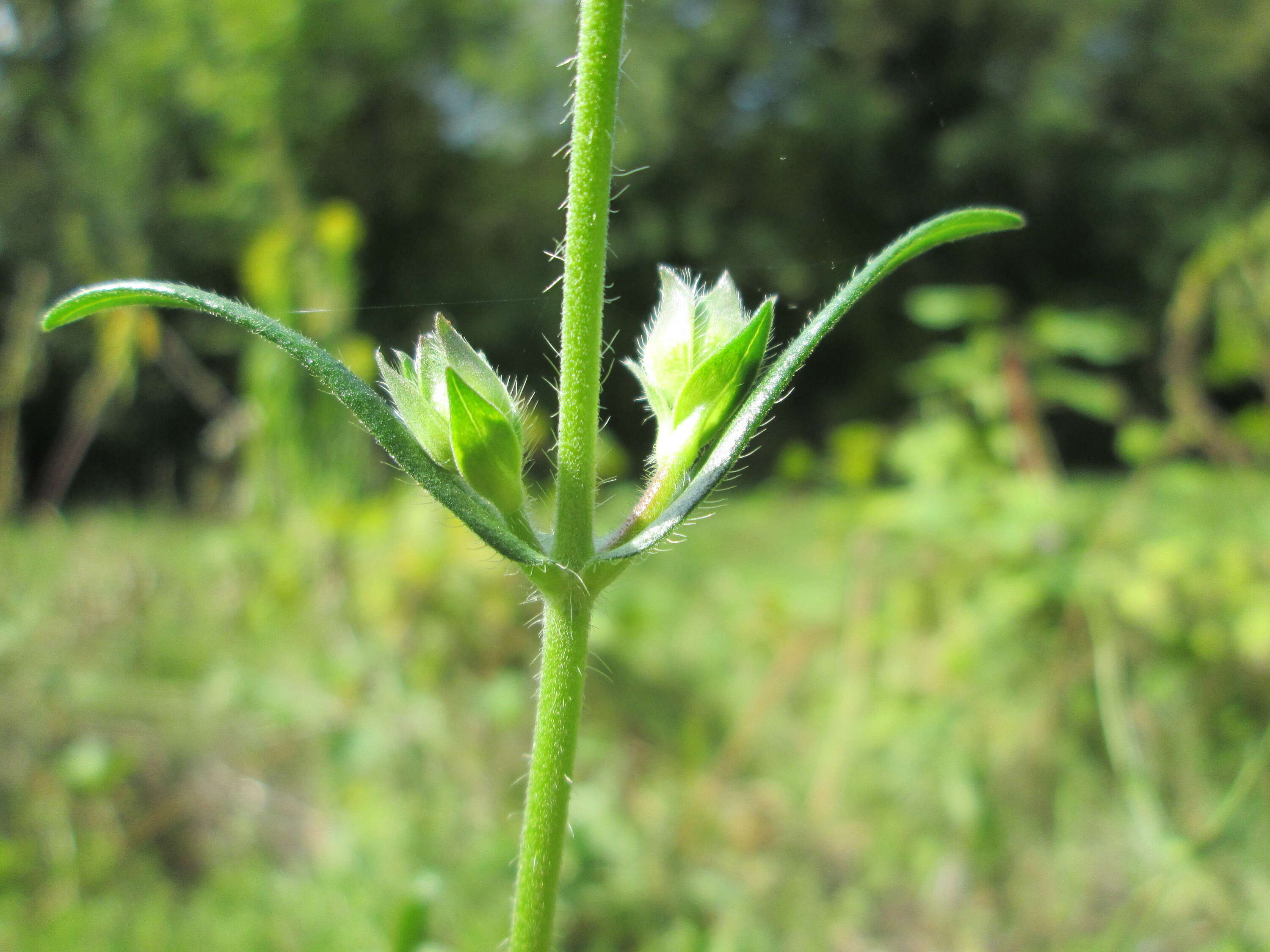 Слика од Knautia arvensis (L.) Coulter