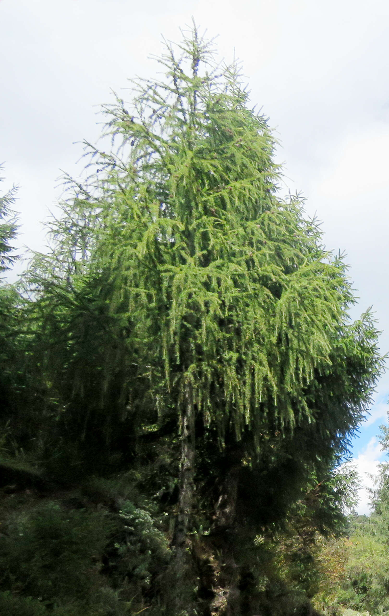 Image of Sikkim Larch