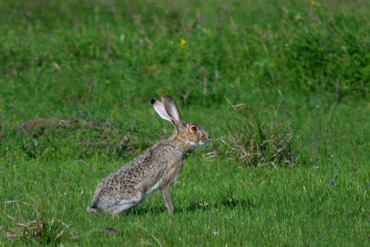 Image of Black-tailed Jackrabbit