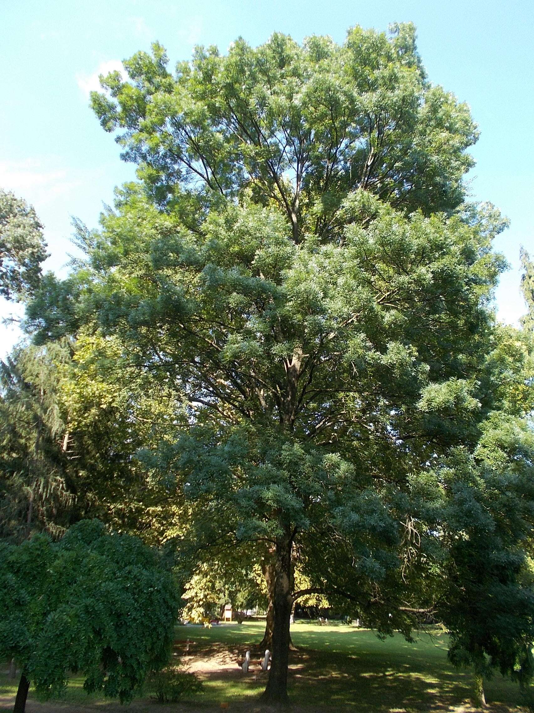 Imagem de Fraxinus excelsior L.