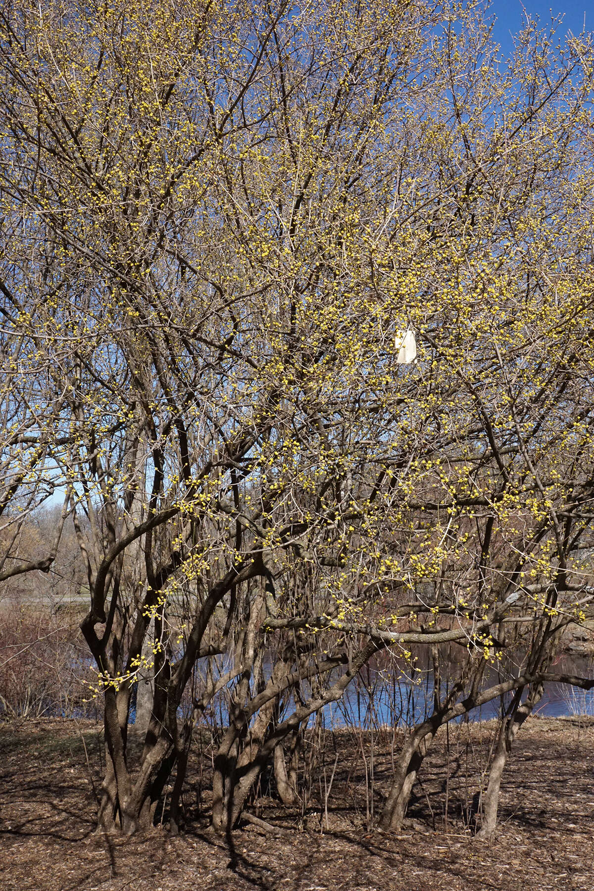 Image of Cornelian cherry dogwood