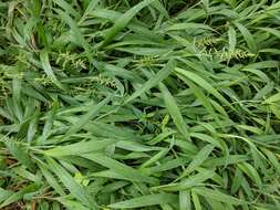 Image of East Indian bristlegrass