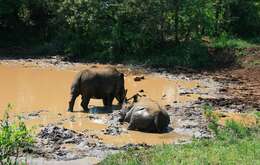 Image of Grass Rhinoceros