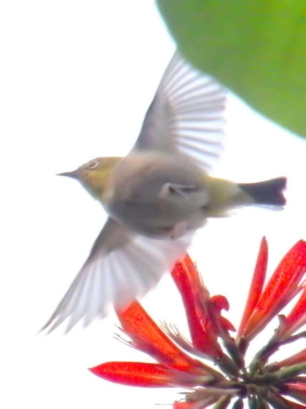 Image of Swinhoe's White-eye