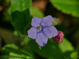 Image of Pulmonaria obscura Dumort.