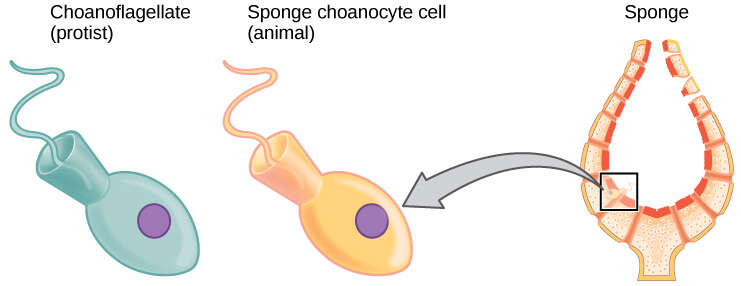 Image de Porifera