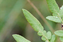 Image of Royal Fern