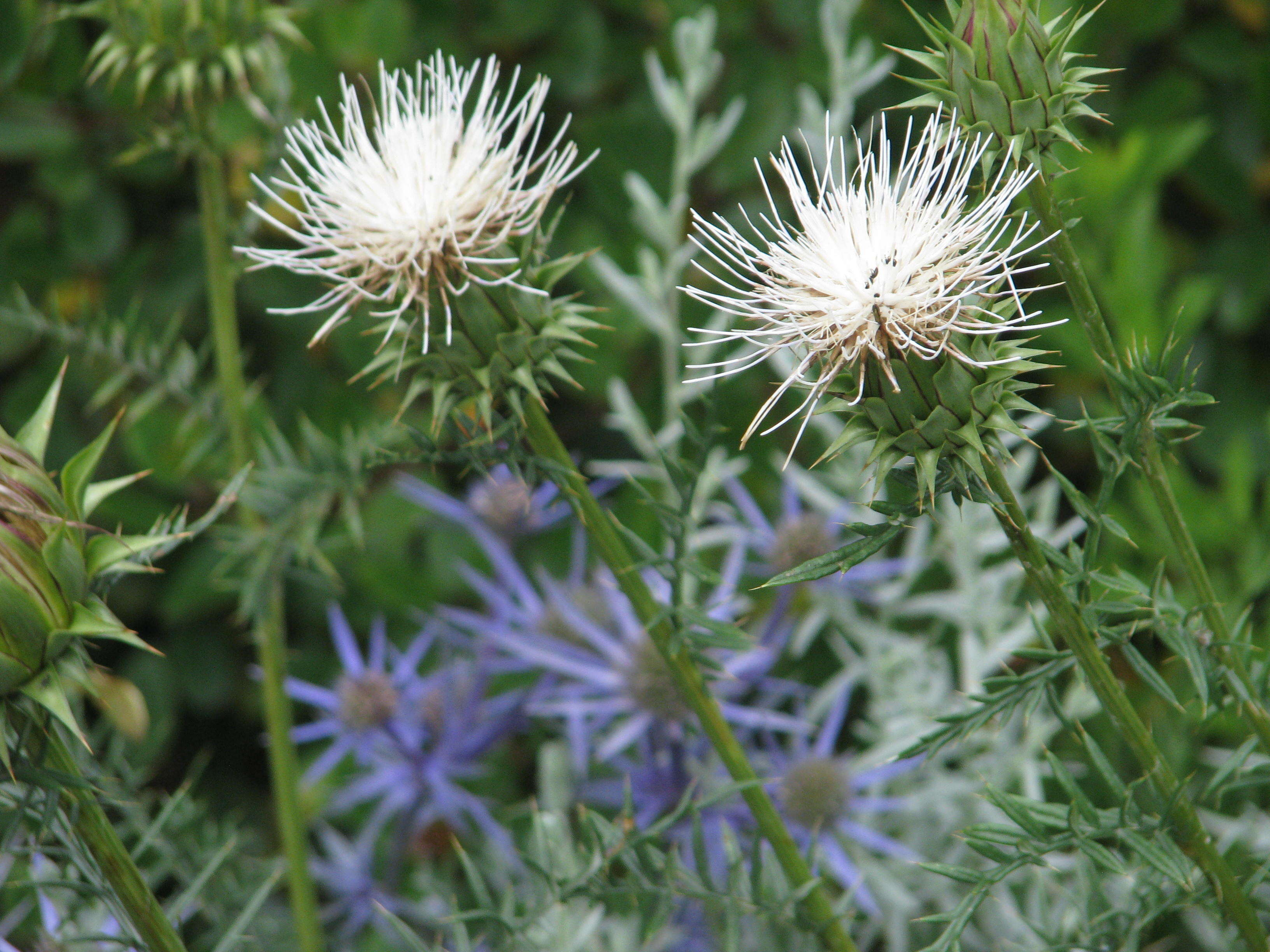 Image of Cynara humilis L.