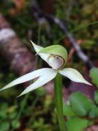 Imagem de Adenochilus gracilis Hook. fil.