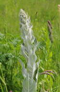 Image of broad-leaf mullein