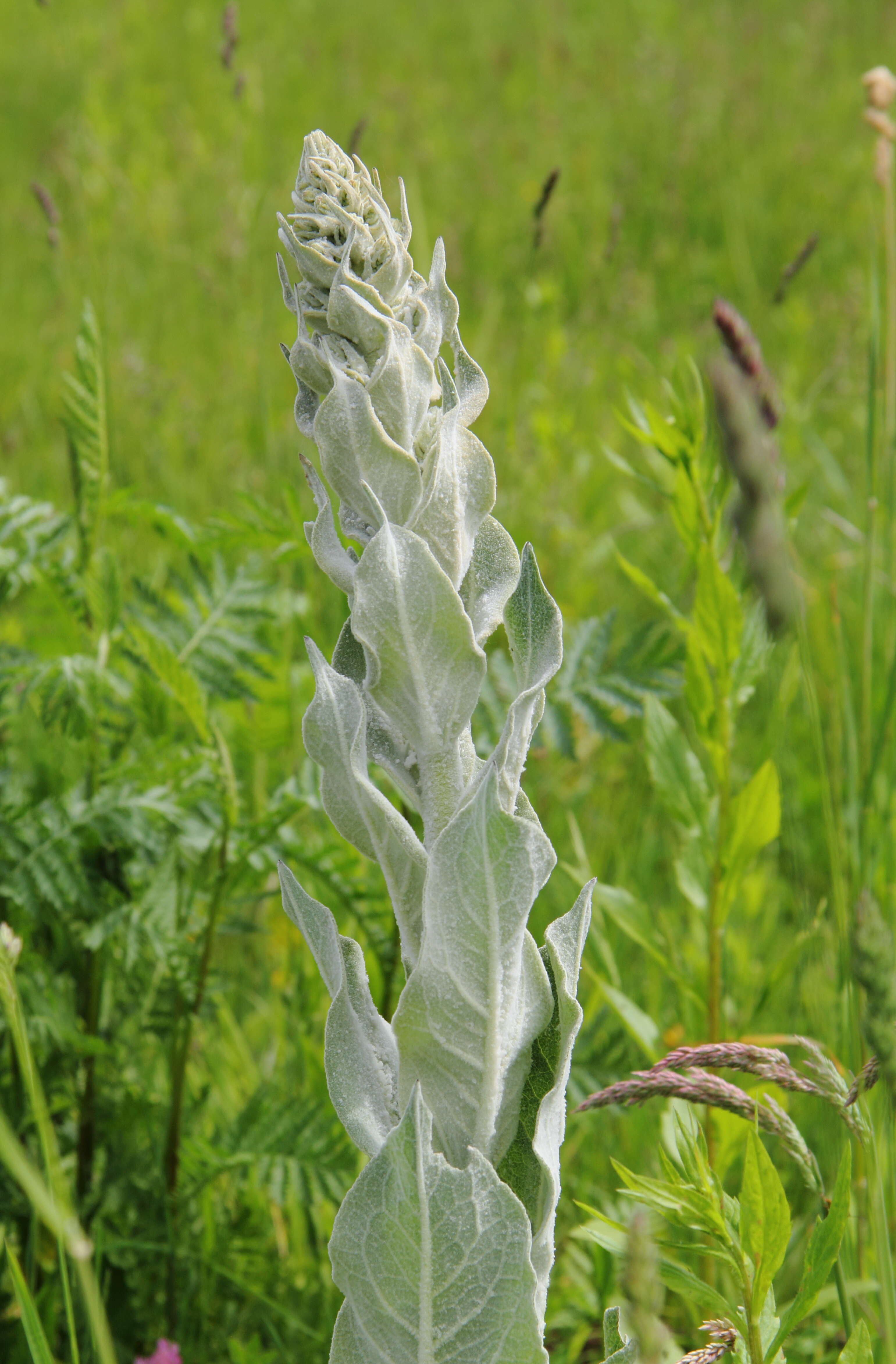 Image de Verbascum pulverulentum Vill.