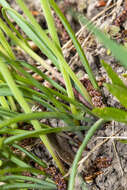 Image of Armenian grape hyacinth