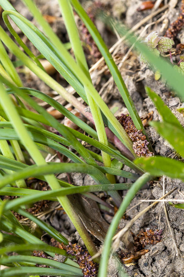 Image of Armenian grape hyacinth